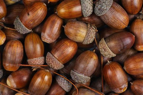 acorn in tagalog